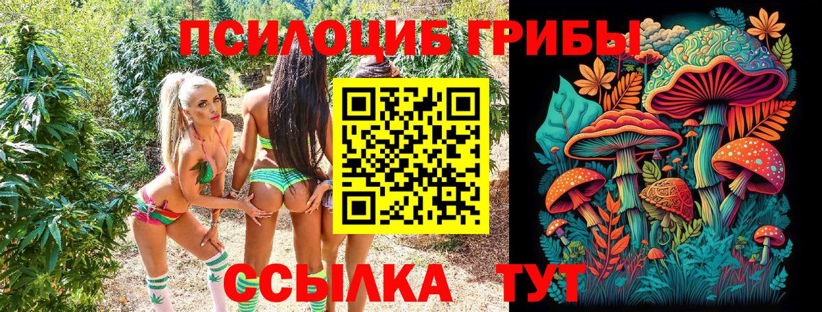 Псилоцибиновые грибы Cubensis Одинцово
